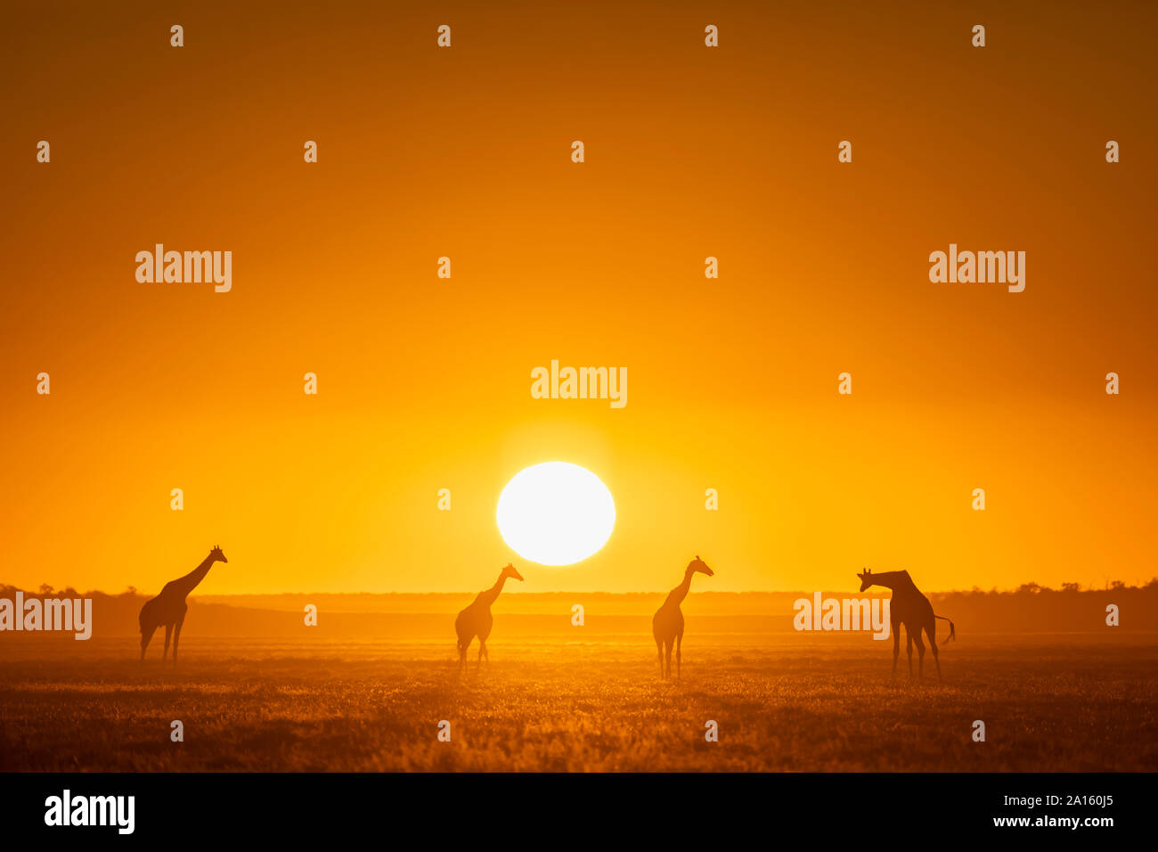 Africa, Namibia, il Parco Nazionale di Etosha, Giraffe al tramonto, Giraffa camelopardalis Foto Stock