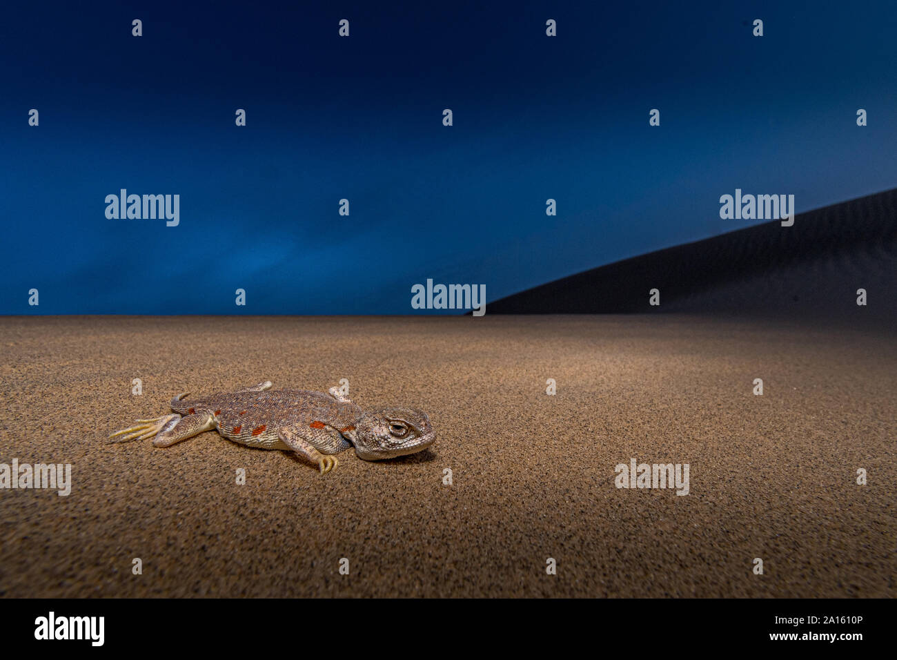 Tramonto nel deserto di Thar! Foto Stock