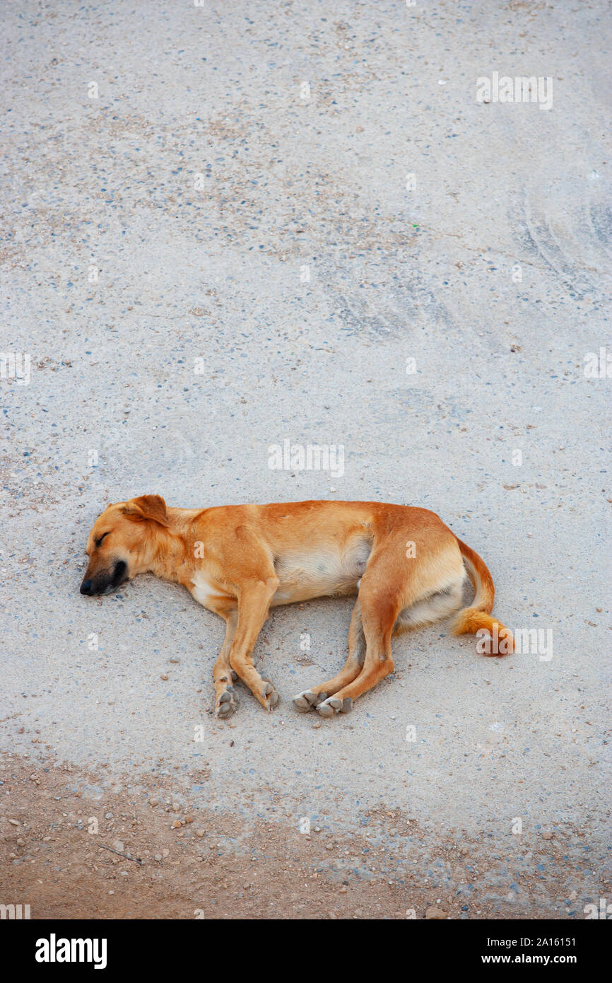 Il cane dorme sul terreno, Sur, Oman Foto Stock