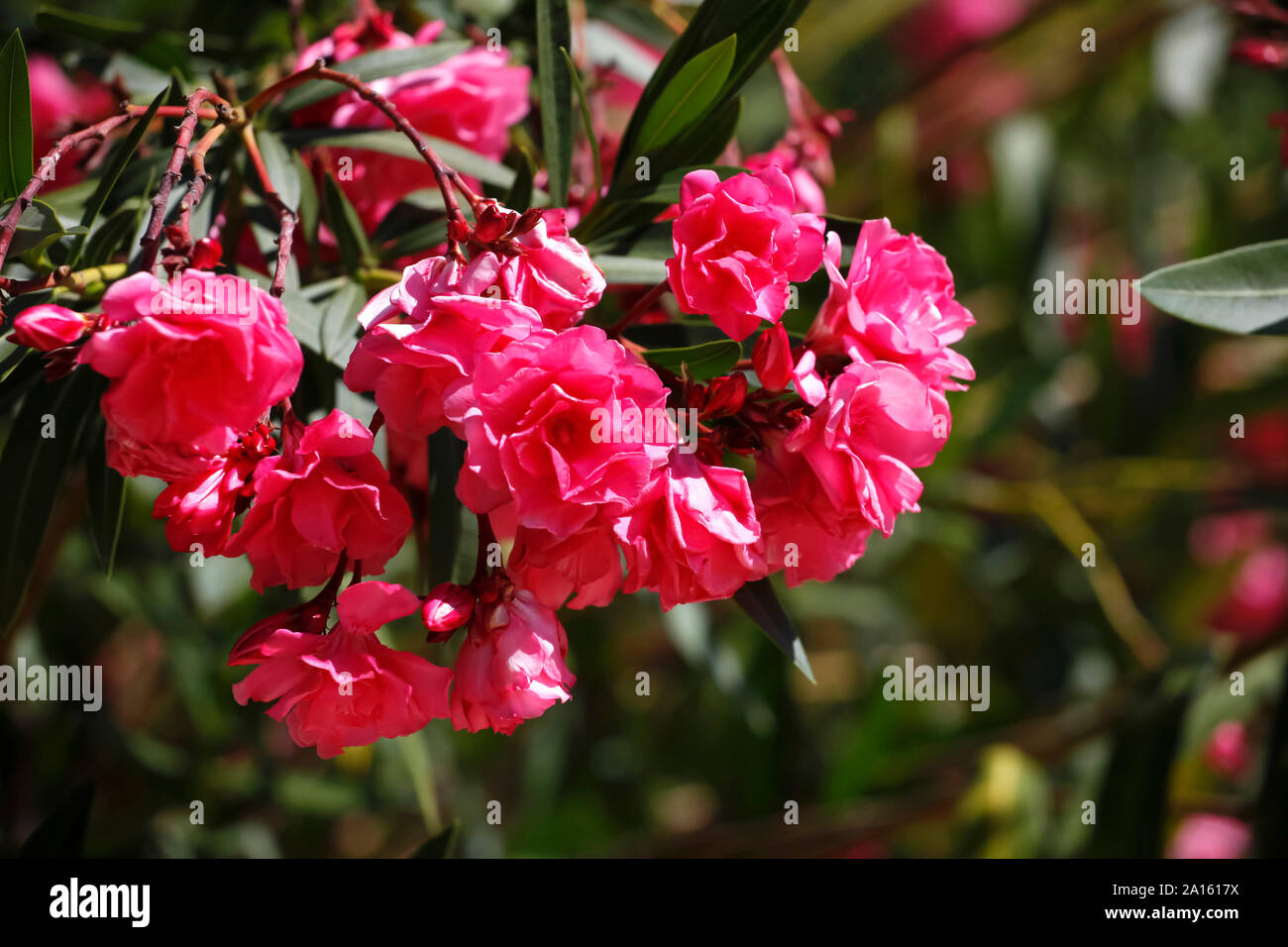 Close-up di rosa fresca oleandro fioriture dei fiori all'aperto Foto Stock