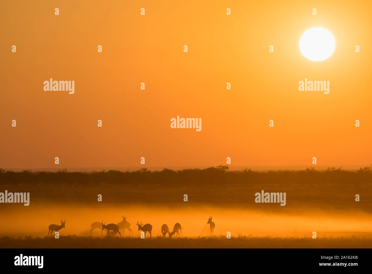 Africa, Namibia, il Parco Nazionale di Etosha, Springboks, Antidorcas marsupialis, al tramonto Foto Stock