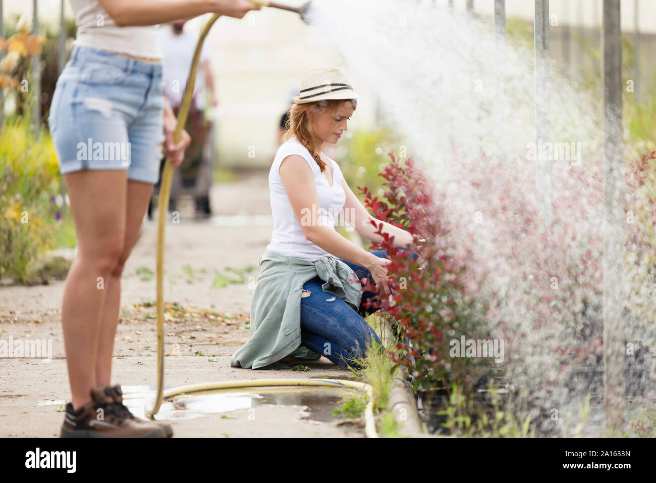 Due giovani donne che prendono cura e fiori di irrigazione con tubo flessibile in serra Foto Stock