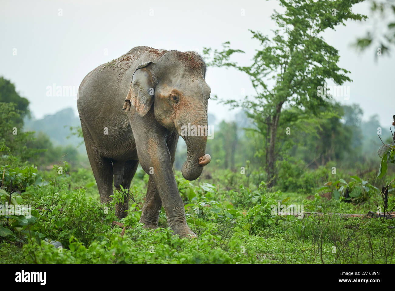 Ritratto di elefante indiano con il terreno sulla sua testa, Udawalawe parco nazionale dello Sri Lanka Foto Stock