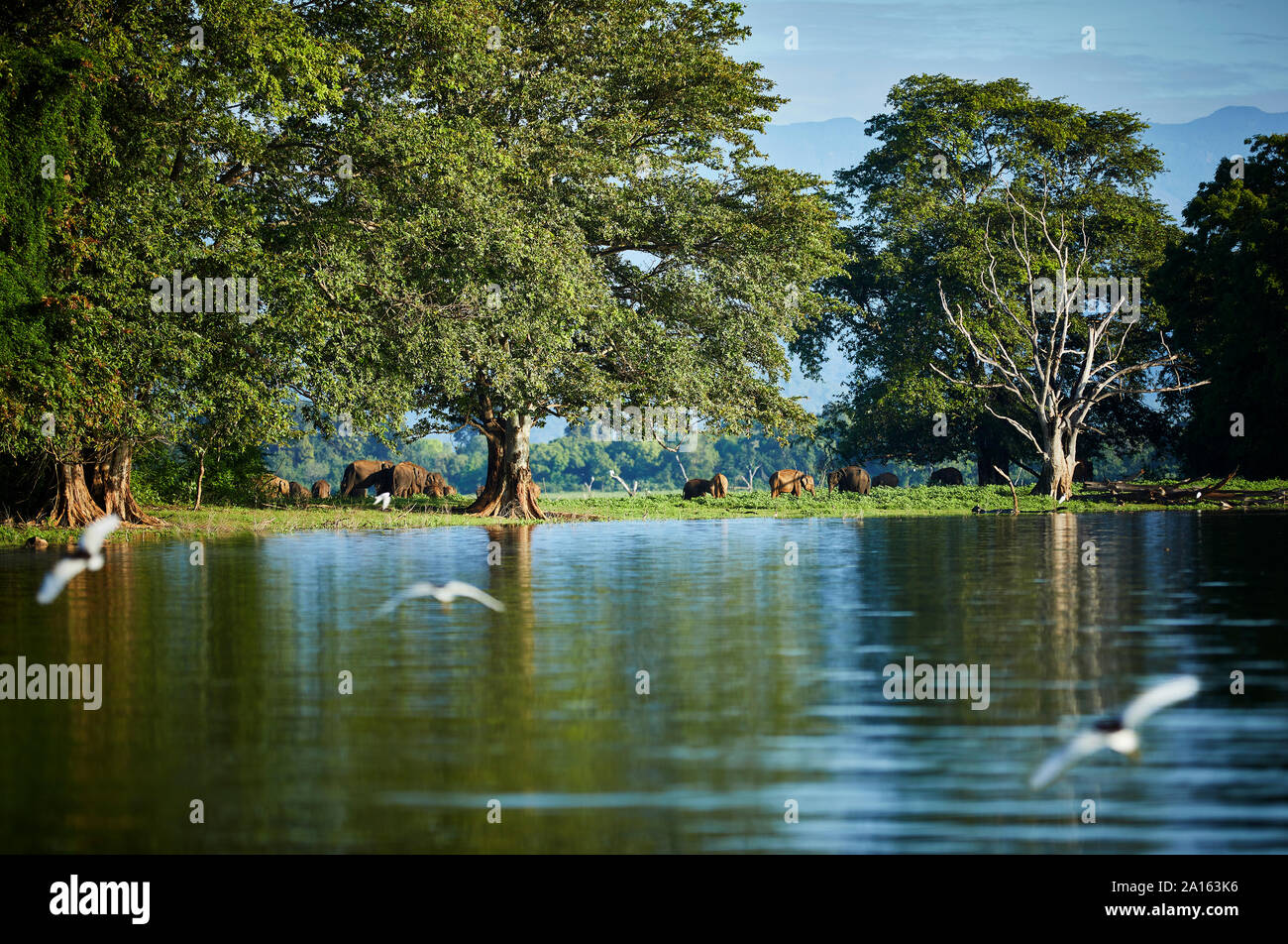 Vista della penisola di Udawalawe serbatoio con quattro giovani elefanti, Udawalawa National Park, Sri Lanka Foto Stock