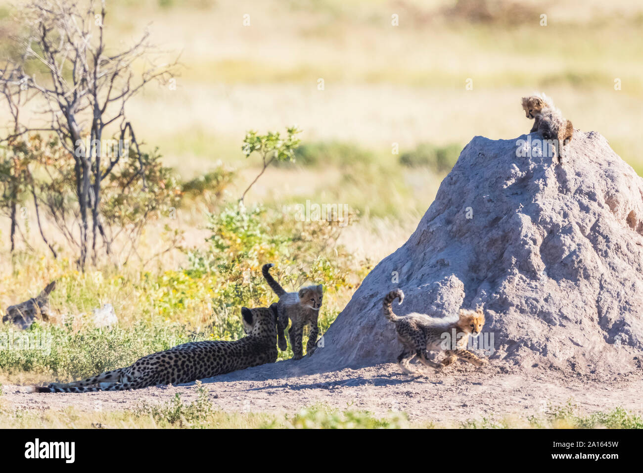 La Namibia, il Parco Nazionale di Etosha, cheetah con cani giocando Foto Stock