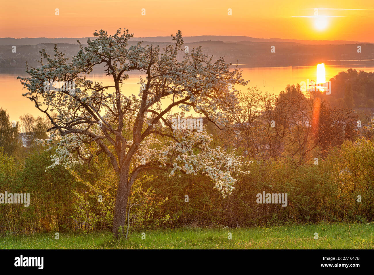 Germania, Baden-Württemberg, il lago di Costanza e di alberi di sunrise Foto Stock