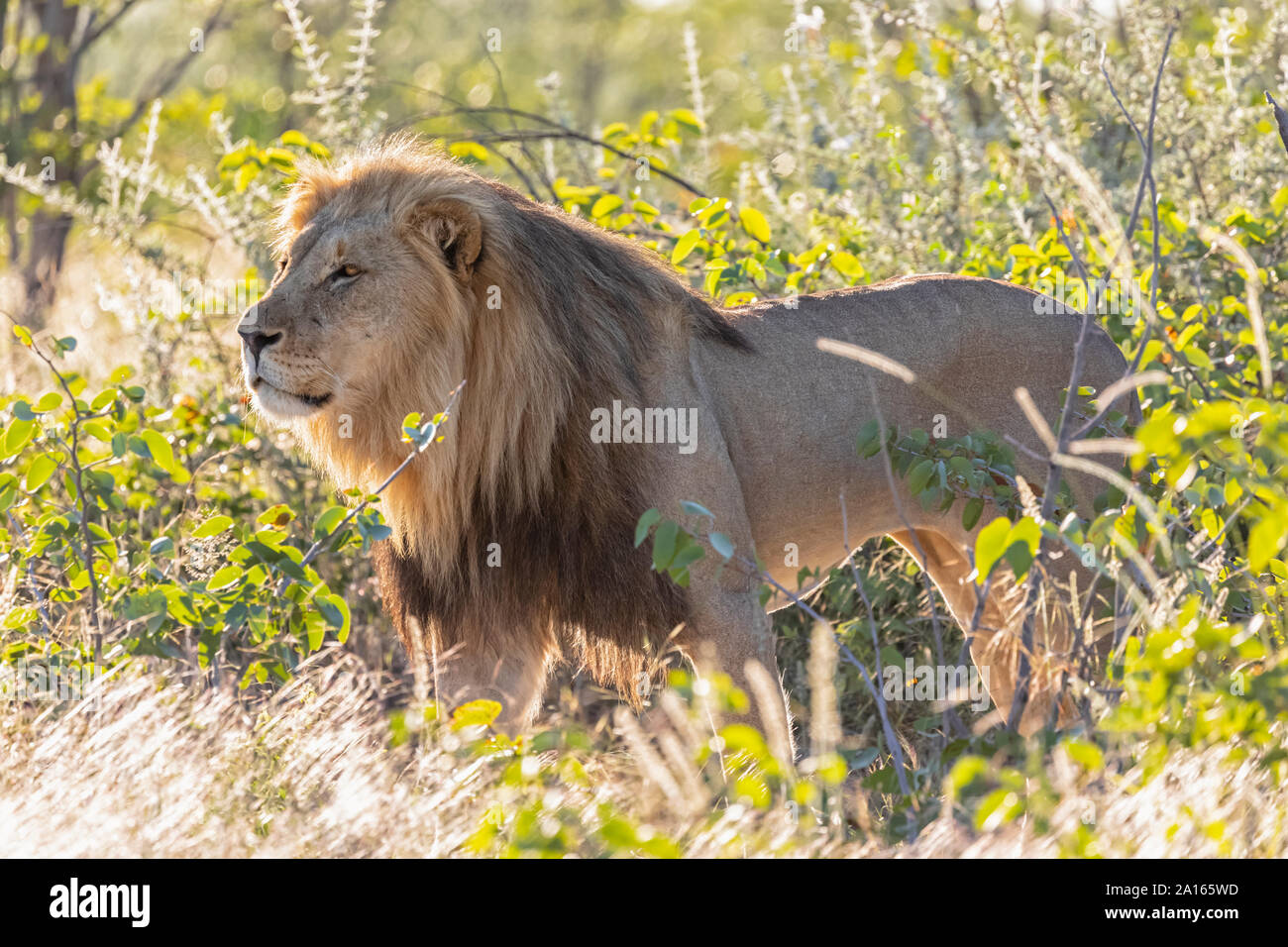 Africa, Namibia, il Parco Nazionale di Etosha, maschio lion Panthera leo Foto Stock