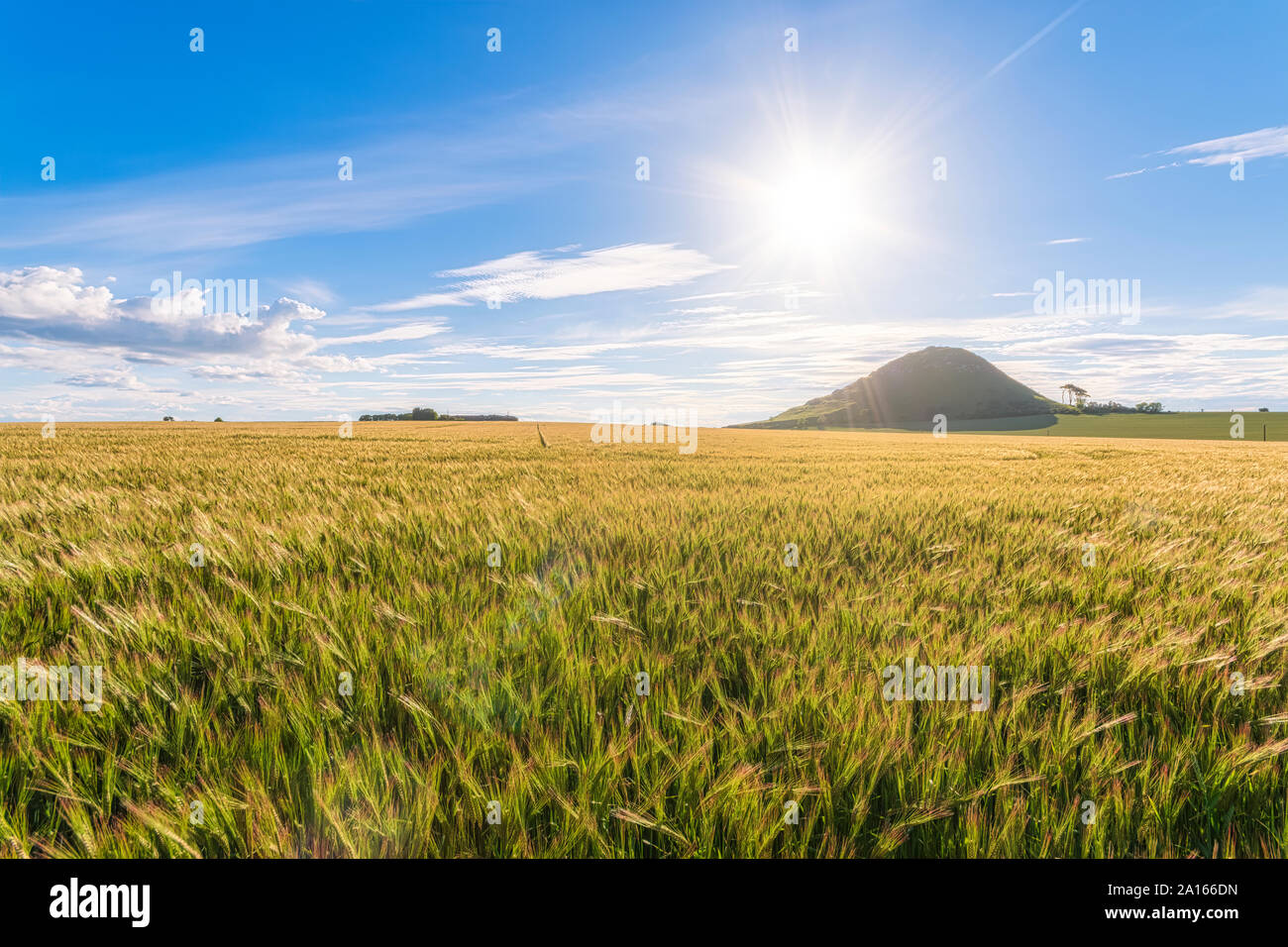 Regno Unito, Scozia, East Lothian, orzo (Hordeum vulgare) campo sulla giornata di sole Foto Stock