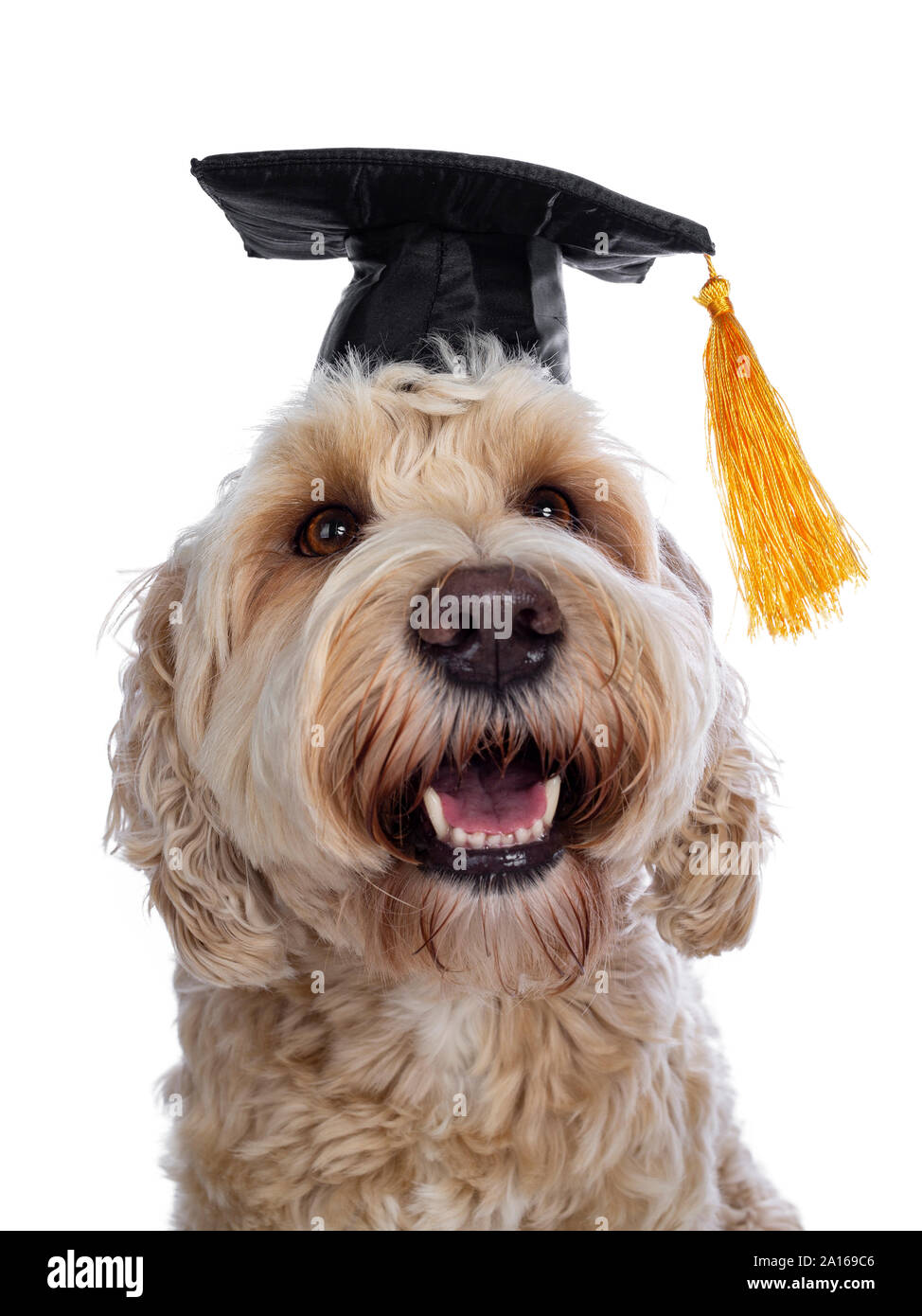 Colpo alla testa del dolce giovane femmina adulta setosa Labradoodle indossando graduazione nera hat, cercando cross eyed al giallo oscillante fiocco con occhi marroni. È Foto Stock