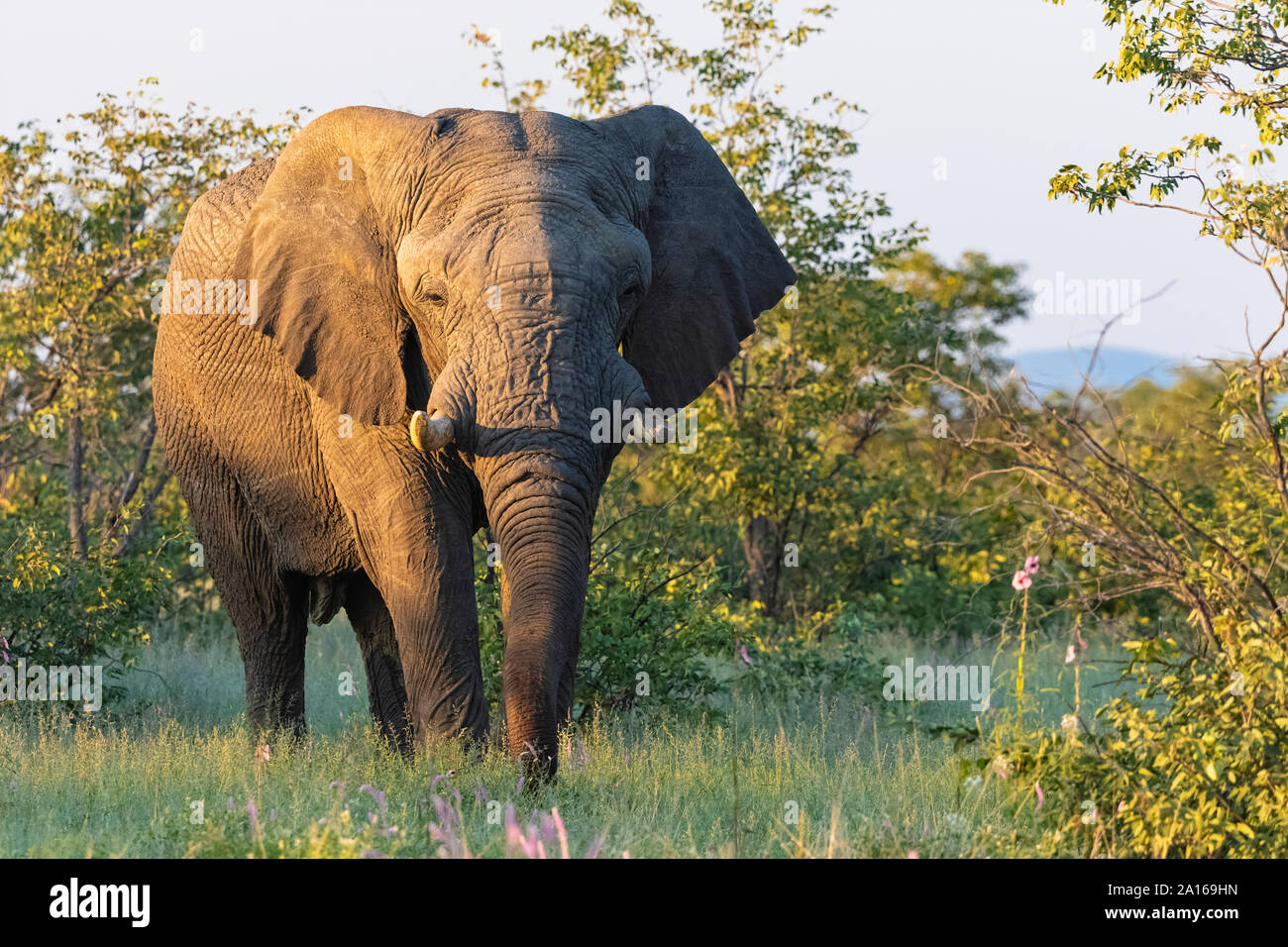 La Namibia, il Parco Nazionale di Etosha, dell' elefante africano al tramonto Foto Stock