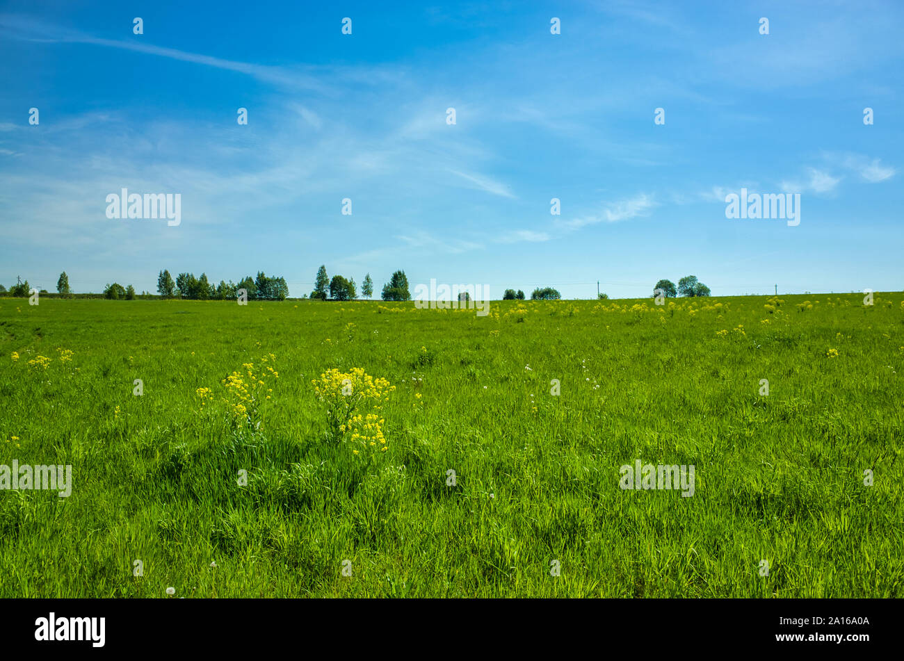 Prati erbosi e foresta all'orizzonte. Paesaggio di primavera Foto Stock