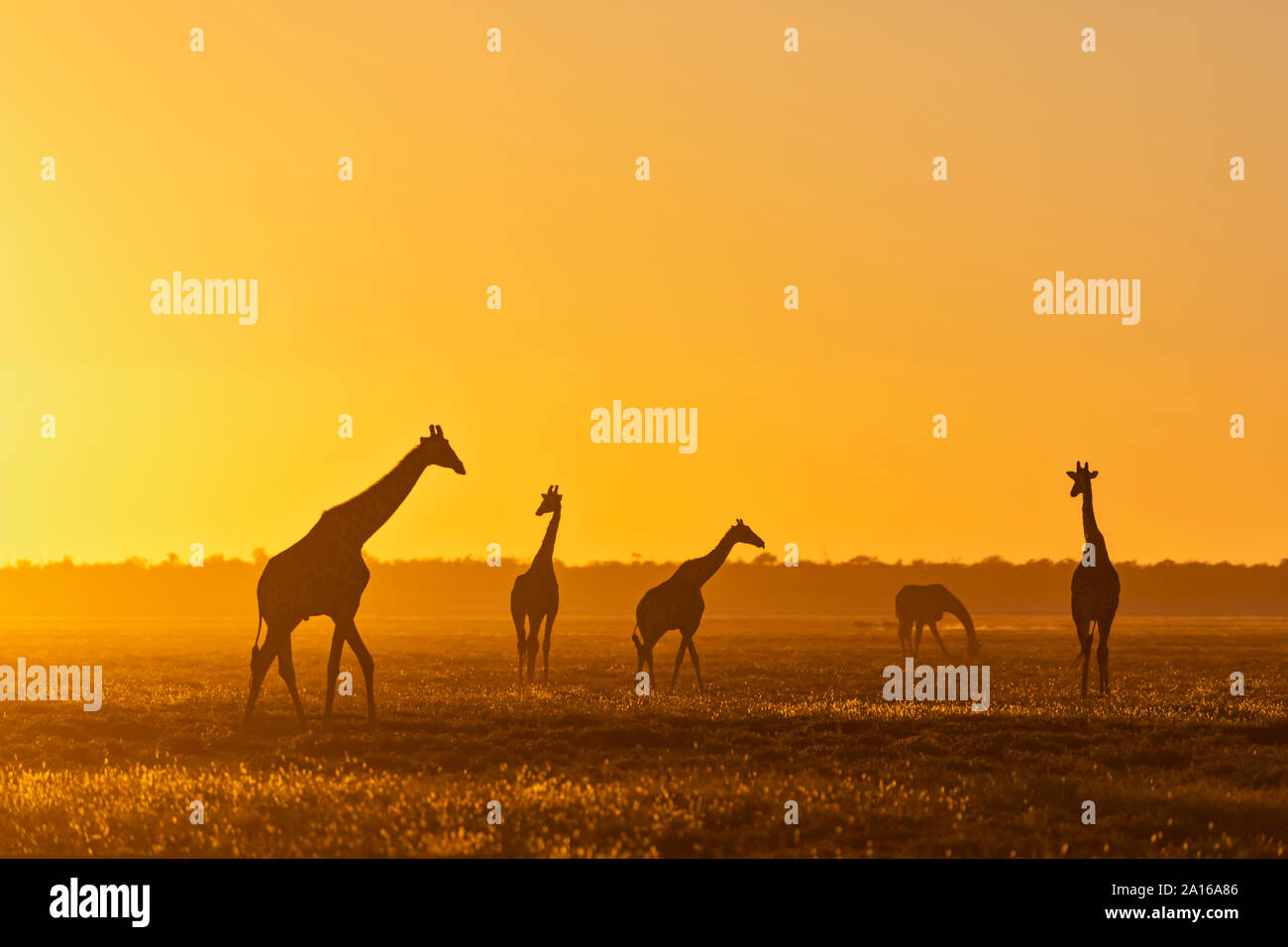 Africa, Namibia, il Parco Nazionale di Etosha, Giraffe al tramonto, Giraffa camelopardalis Foto Stock