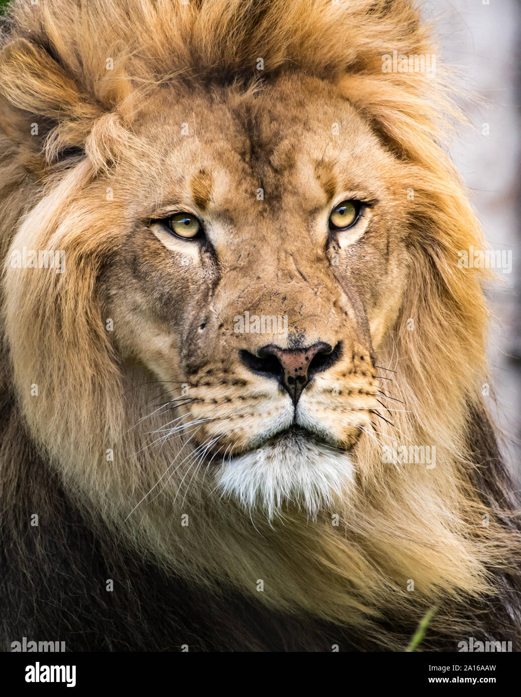 Ritratto di giovane maschio lion Foto Stock