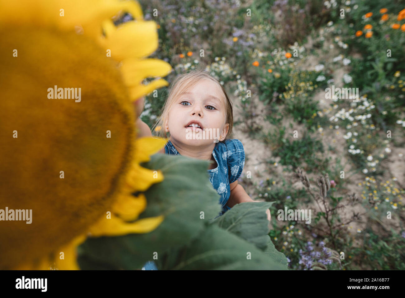 Ragazza di raggiungere per un girasole in un campo Foto Stock