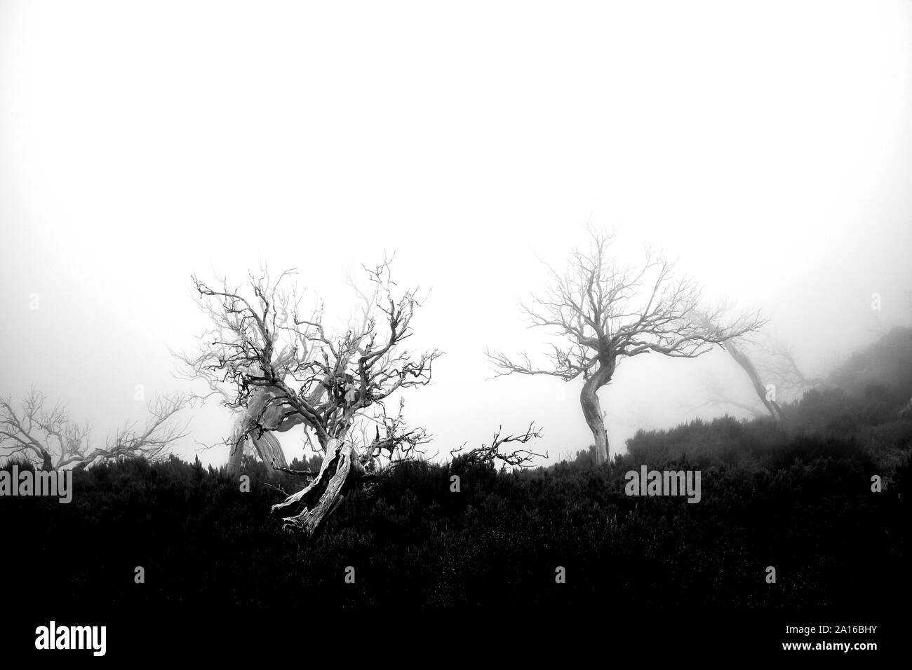 Creepy e inquietante scena in bianco e nero Foto Stock