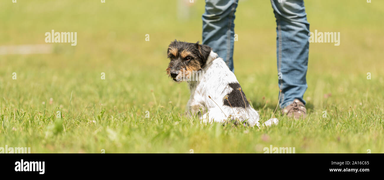 Divertimento e godetevi la formazione con un piccolo Jack Russell Terrier. Il proprietario e il cane nel parco durante il lavoro. Foto Stock