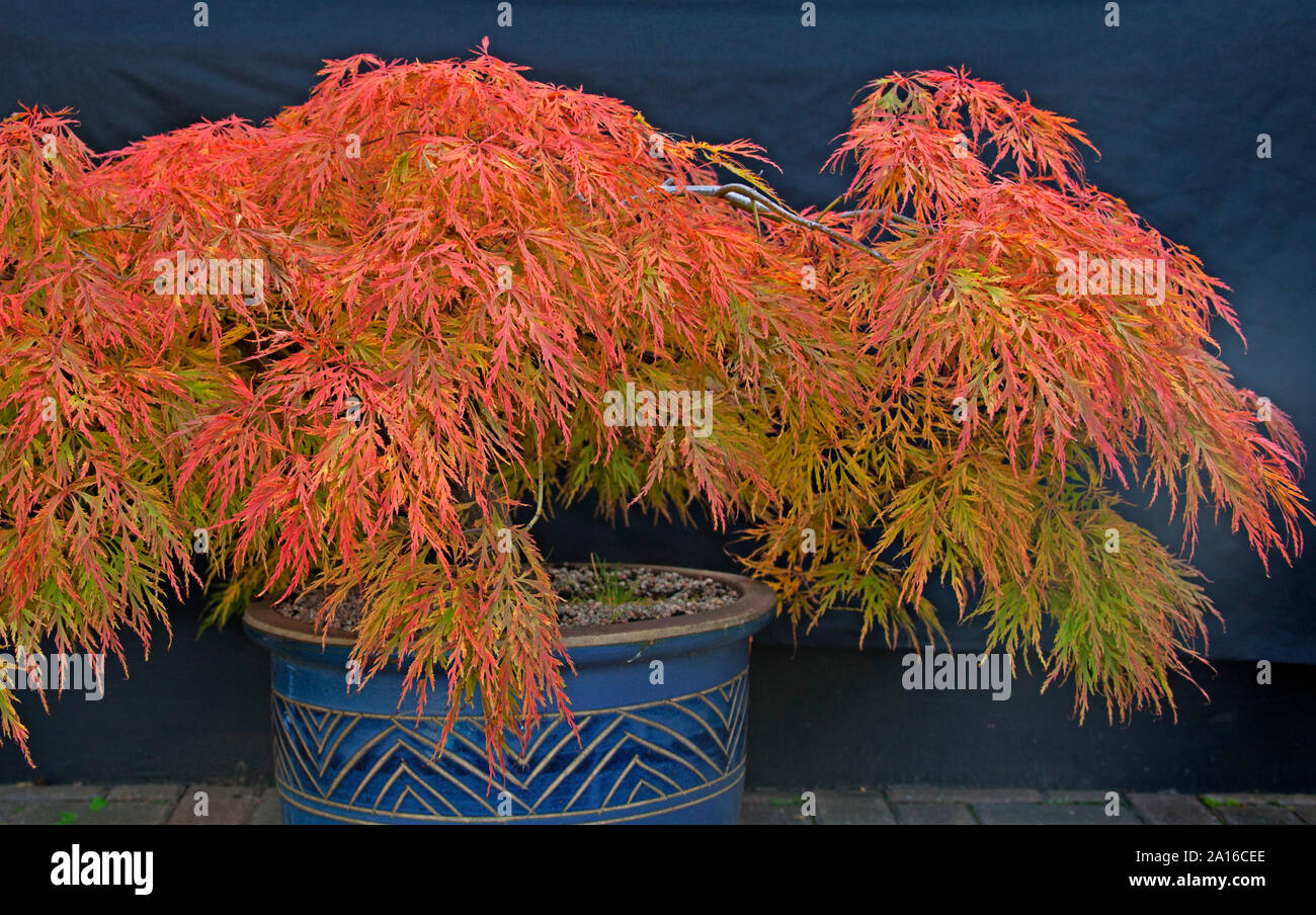 Acer Palmatum, nel fogliame autunnale di colori, Edimburgo, Scozia, Regno Unito Foto Stock