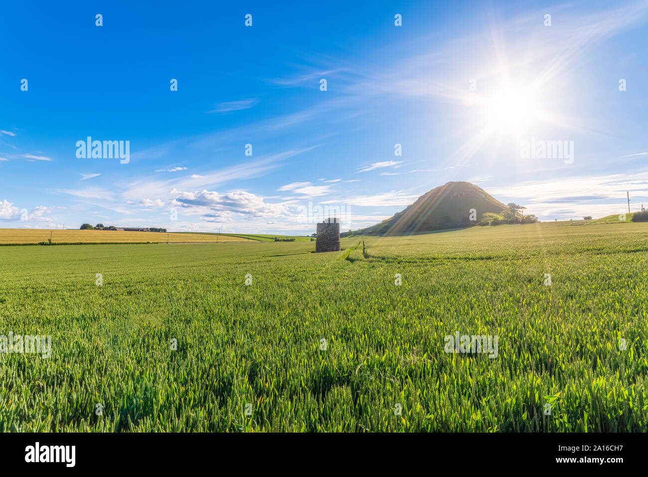 Regno Unito, Scozia, East Lothian, frumento (Triticum) campo sulla giornata di sole Foto Stock