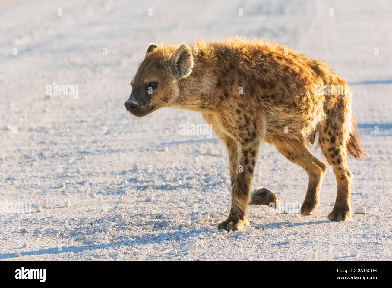 La Namibia, il Parco Nazionale di Etosha, Spotted hyaena Foto Stock