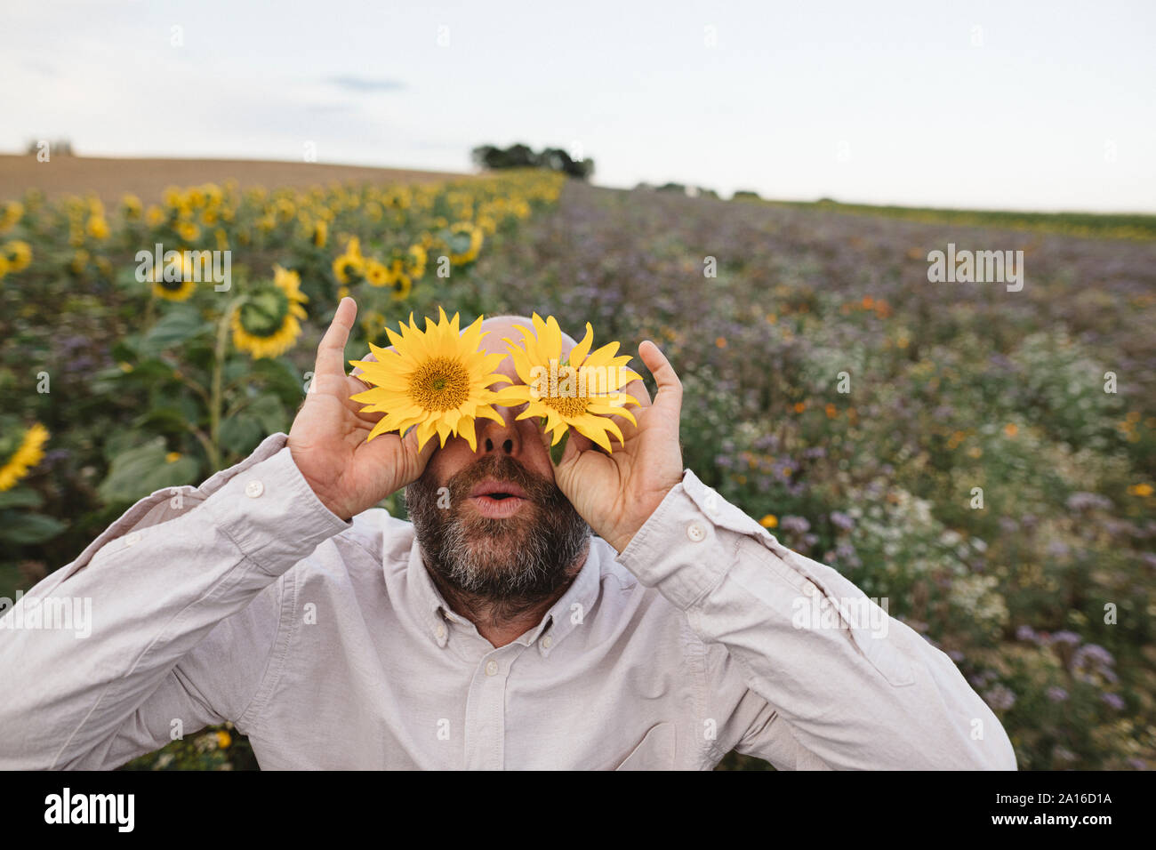 Giocoso uomo che copre la sua gli occhi con girasoli in un campo Foto Stock
