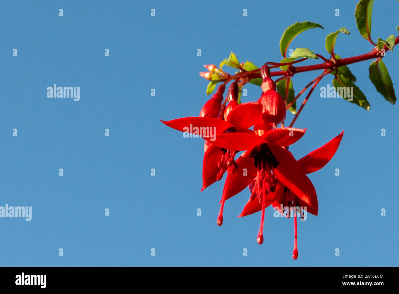 Fucsia magellanica o colibrì fucsia o robusti fiori rossi a forma di campana contro il cielo blu con spazio copia Foto Stock