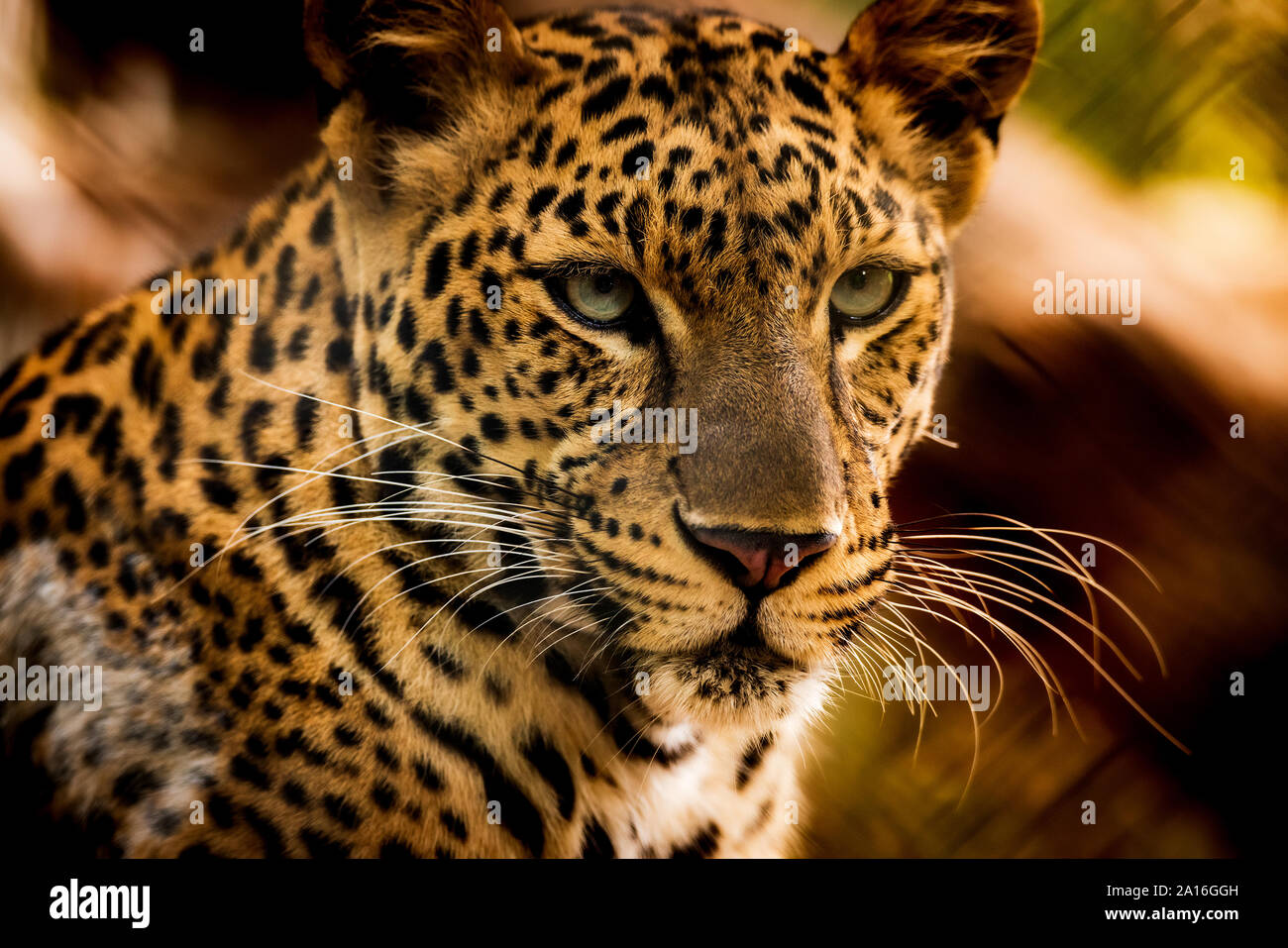 Il ritratto di Iavan leopard Foto Stock