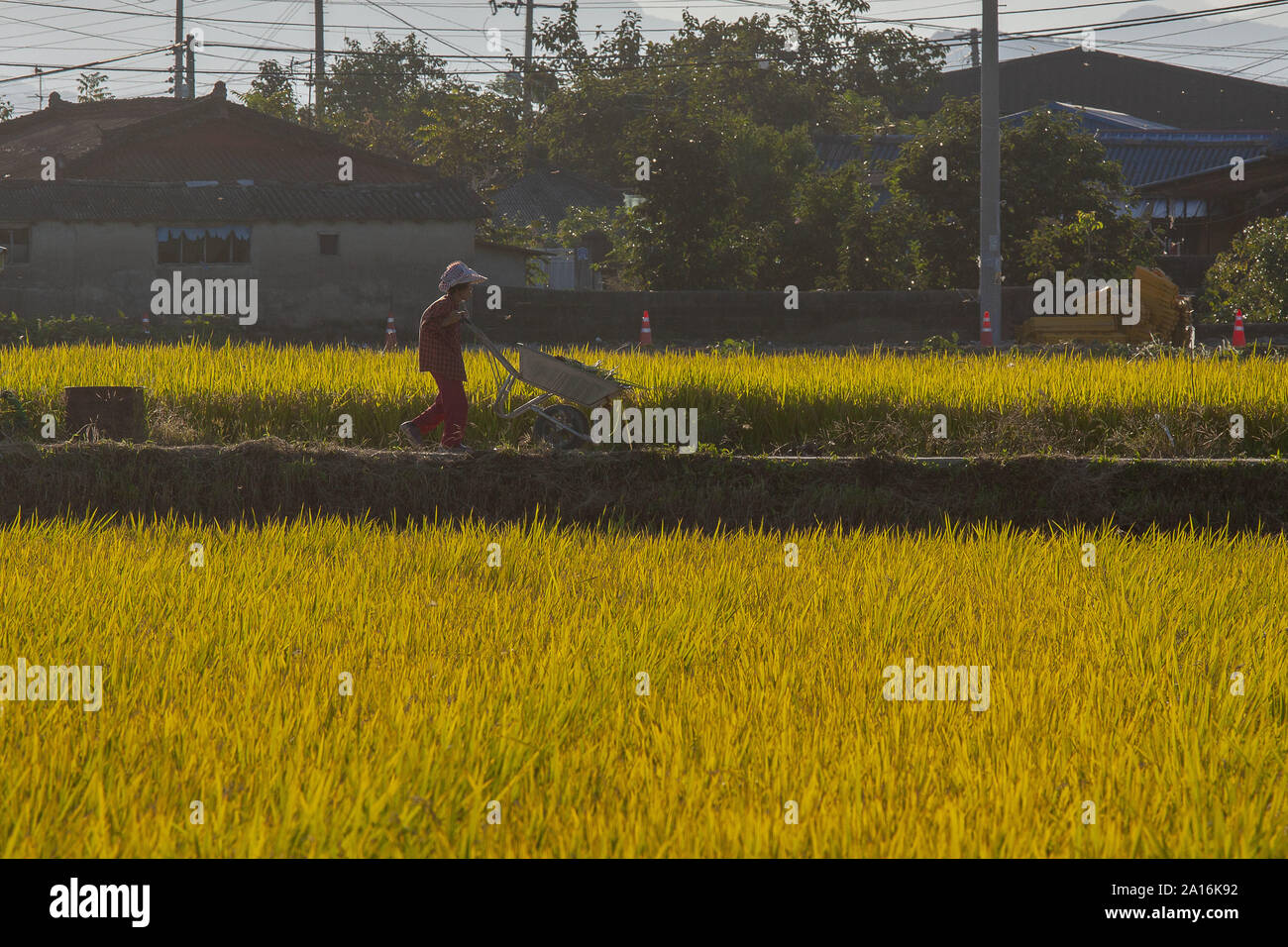 Settembre 14, 2019, Sangju, GYEONGBUK, COREA DEL SUD: Sep 24, 2019-Sangju, Sud Korea-Shows ecologico il risone campi in una piantagione di riso in base Ian città di Songju Città, Corea del Sud. Corea del Sud la coltivazione del riso stagione di raccolto è ogni autunno. (Credito Immagine: © Ryu Seung-Il/ZUMA filo) Foto Stock