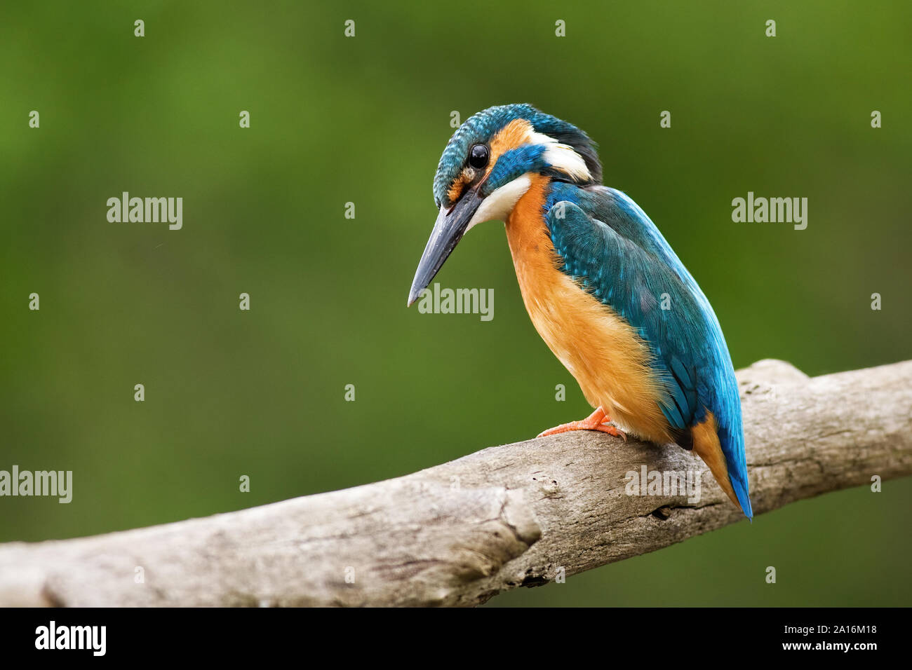 Comune di kingfisher, Alcedo atthis, guardando curiosamente verso il basso. Foto Stock