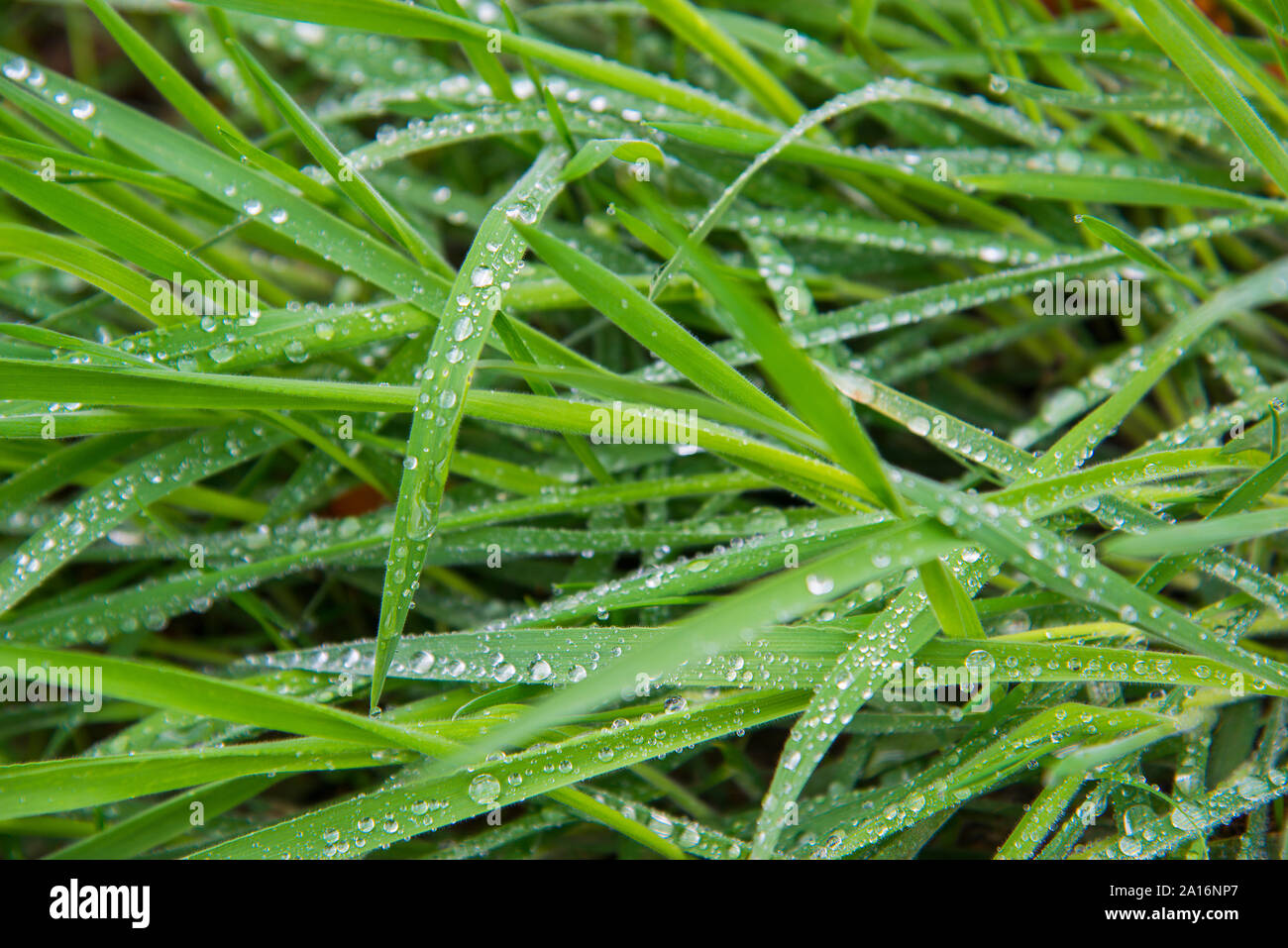 Erba bagnata. Foto Stock