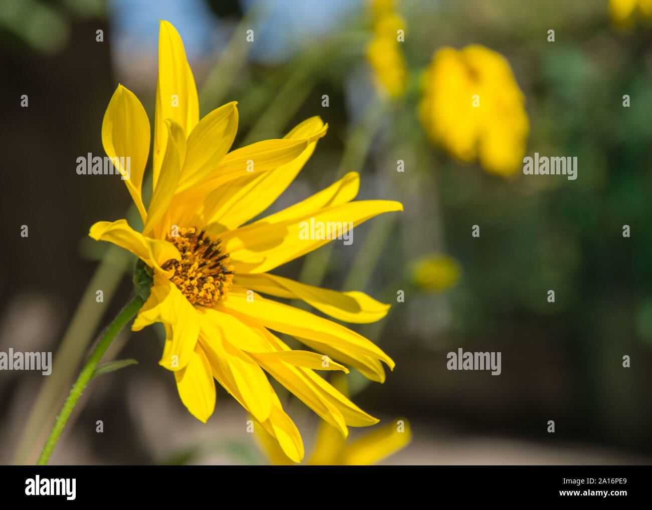 Circolare giallo hairy girasole (Helianthus hirsutus) con altri fiori sfocata in background, foglie di giallo con steli pelosi, tarda estate bloomi Foto Stock