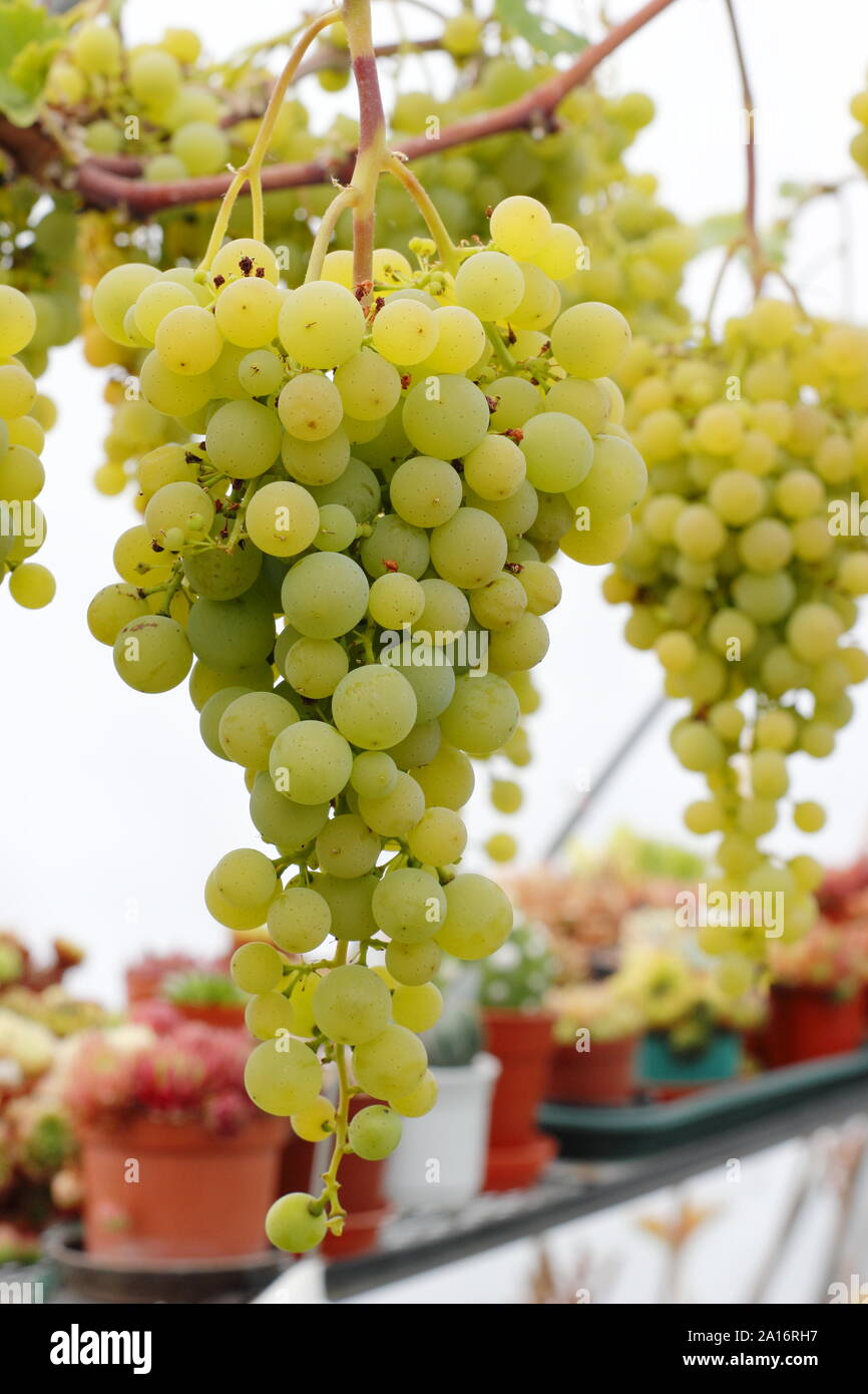 Vitis vinifera. La coltivazione indoor di uva verde in un piccolo tunnel di poli in un nazionale Yorkshire giardino in settembre. Regno Unito Foto Stock