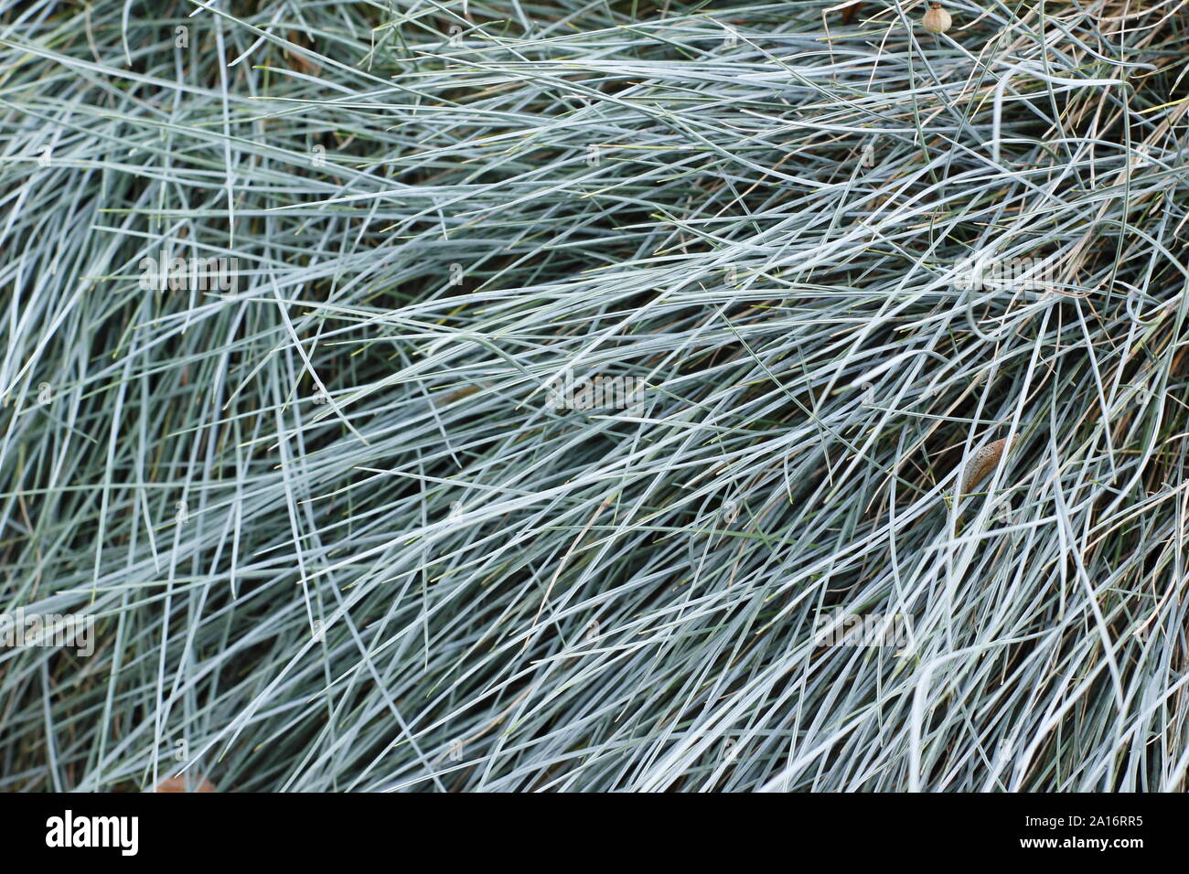 Festuca glauca "Elia blu". Il fogliame ornamentale di Elia nane blu erba perenne all'inizio dell'autunno. Regno Unito Foto Stock