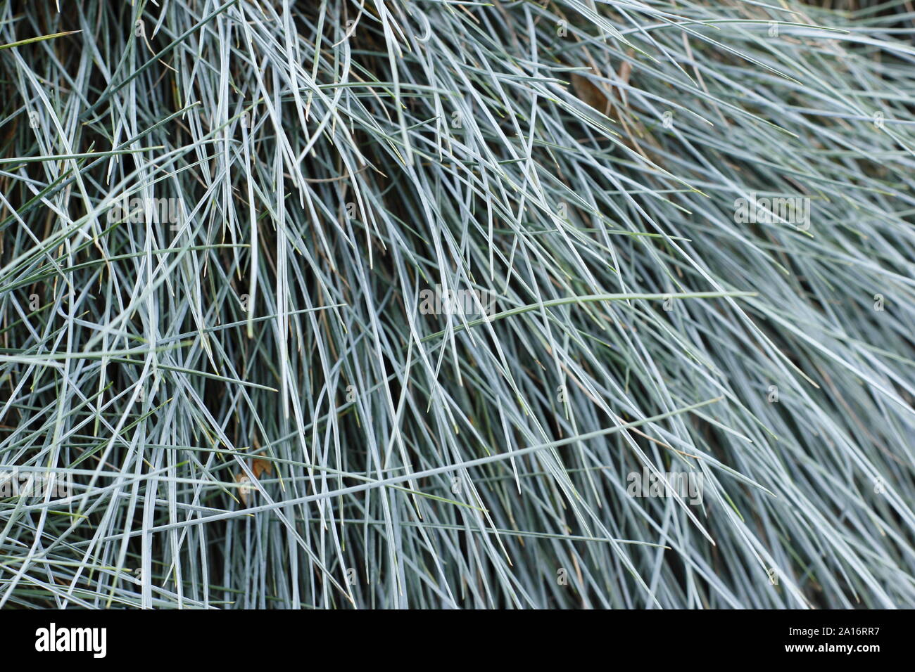 Festuca glauca "Elia blu". Il fogliame ornamentale di Elia nane blu erba perenne all'inizio dell'autunno. Regno Unito Foto Stock