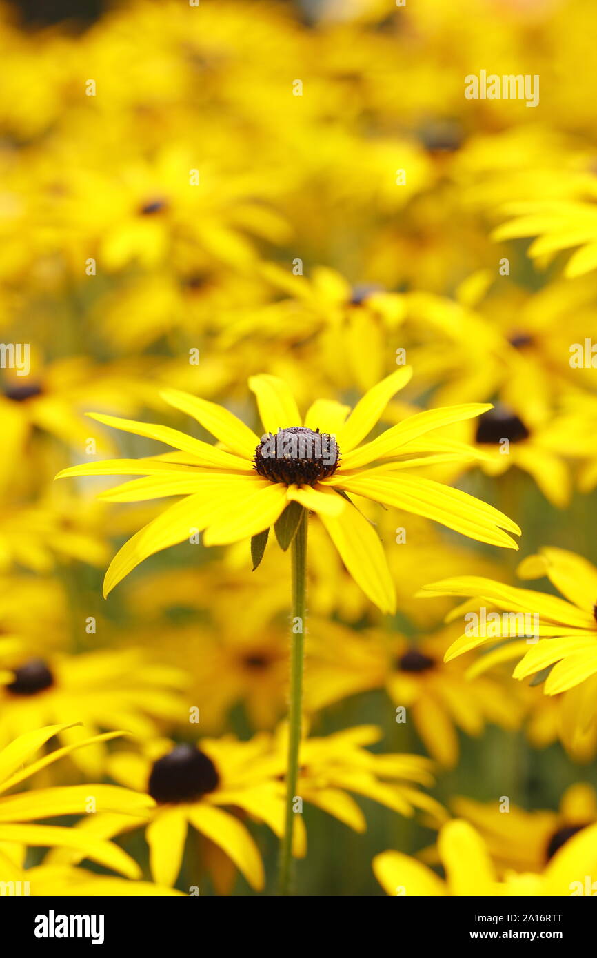 Rudbeckia fulgida var. sullivantii Goldsturm ". Black Eyed susan fiori in un inizio autunno giardino. Regno Unito. Modulo Gas Anestetici Foto Stock