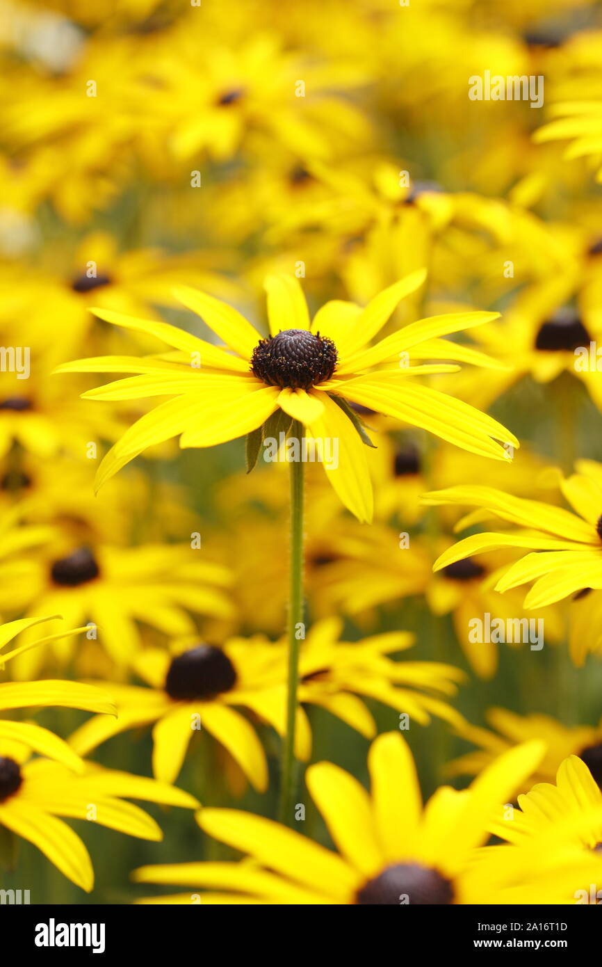 Rudbeckia fulgida var. sullivantii Goldsturm ". Black Eyed susan fiori in un inizio autunno giardino. Regno Unito. Modulo Gas Anestetici Foto Stock
