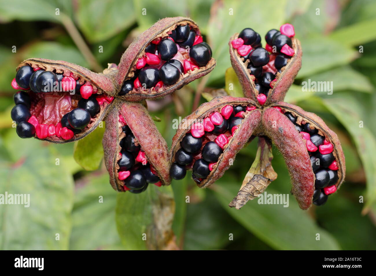 Paeonia mlokosewitschii. Seme ornamentali baccelli di 'Molly la strega' peonia all'inizio dell'autunno. Regno Unito Foto Stock