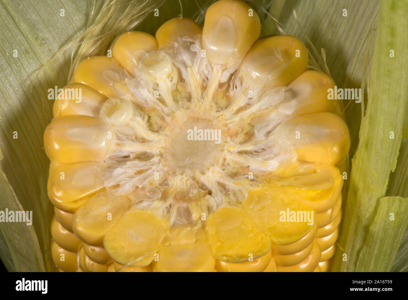 Esposti mature pannocchia di granturco dolce (Zea mays) sezione trasversale per mostrare la struttura e l'attacco del kernel, Berkshire, Settembre Foto Stock