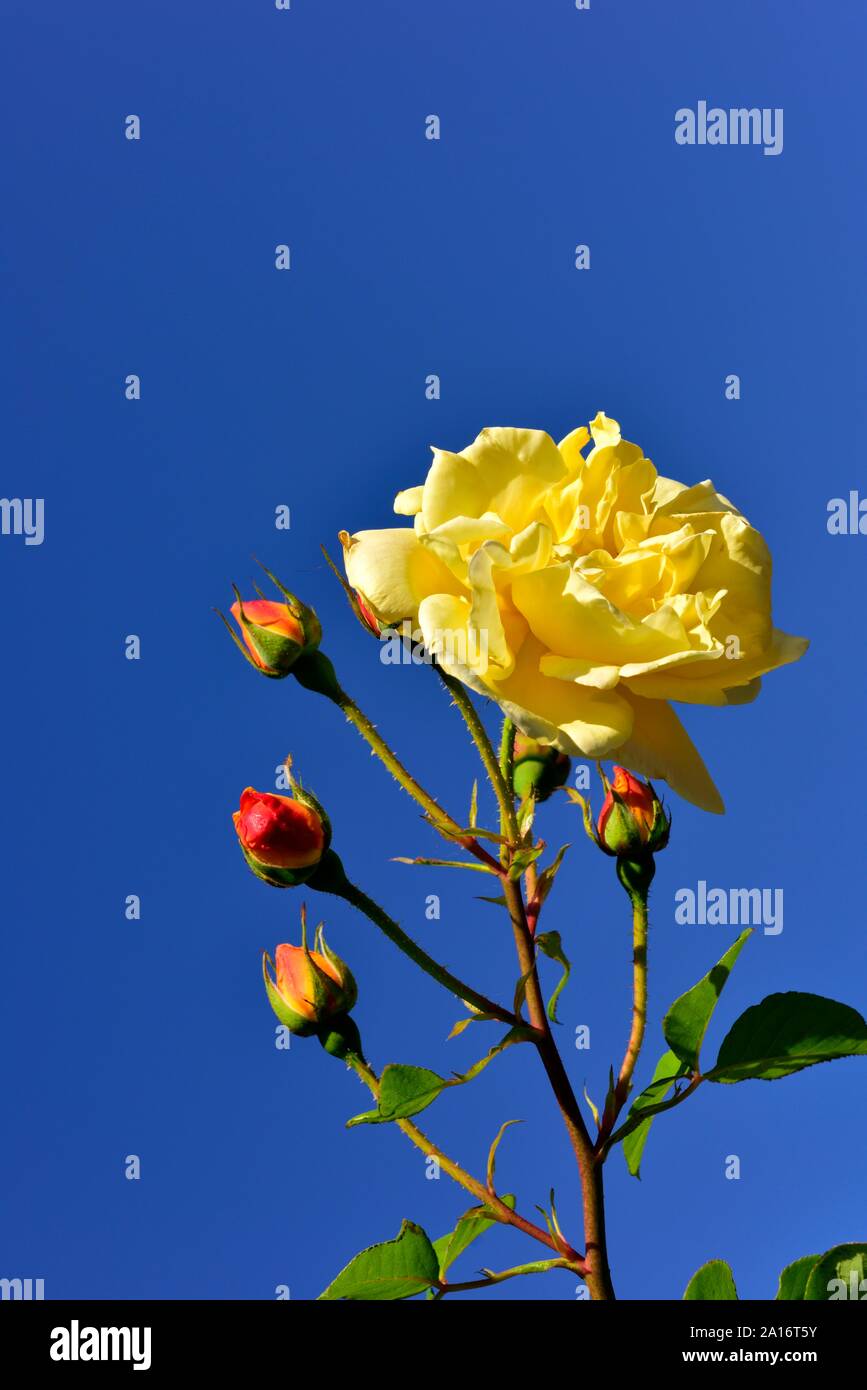 Rosa gialla nel sole brillante contro un cielo blu Foto Stock