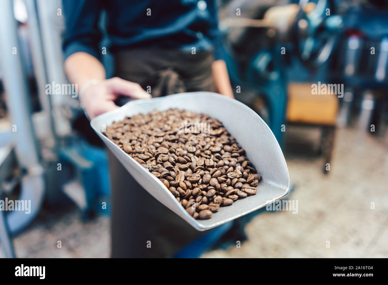 Barista donna con un campione di appena il caffè torrefatto in grani Foto Stock