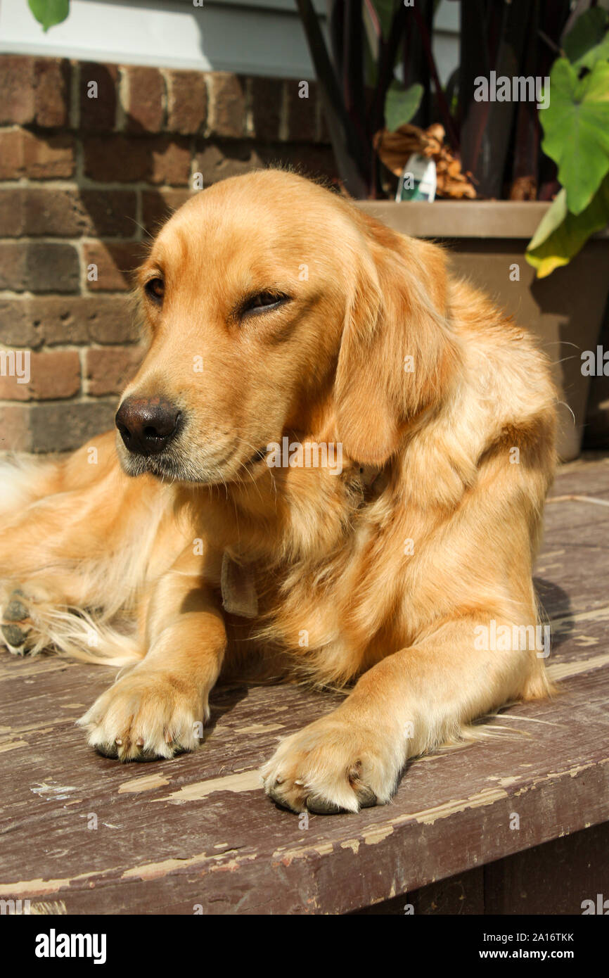 Golden Retriever giallo cane giacente sul portico rilassante Foto Stock