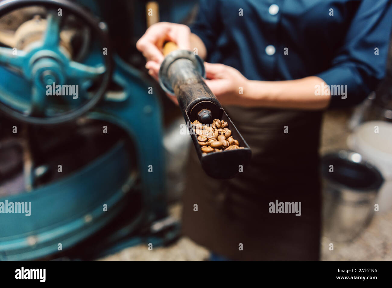 Donna del prelievo dei campioni di chicchi freschi da caffè macchina arrosto Foto Stock