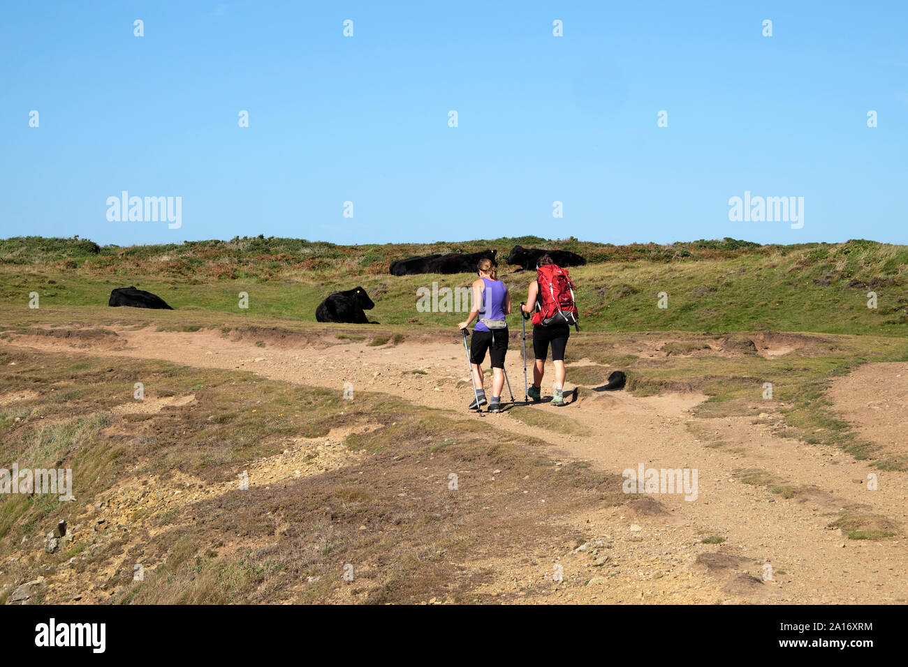 Vista posteriore di due donne con bastoni camminare gallese mucche di bestiame nero seduto sul Wales Coast Path vicino Marloes Pembrokeshire UK KATHY DEWITT Foto Stock