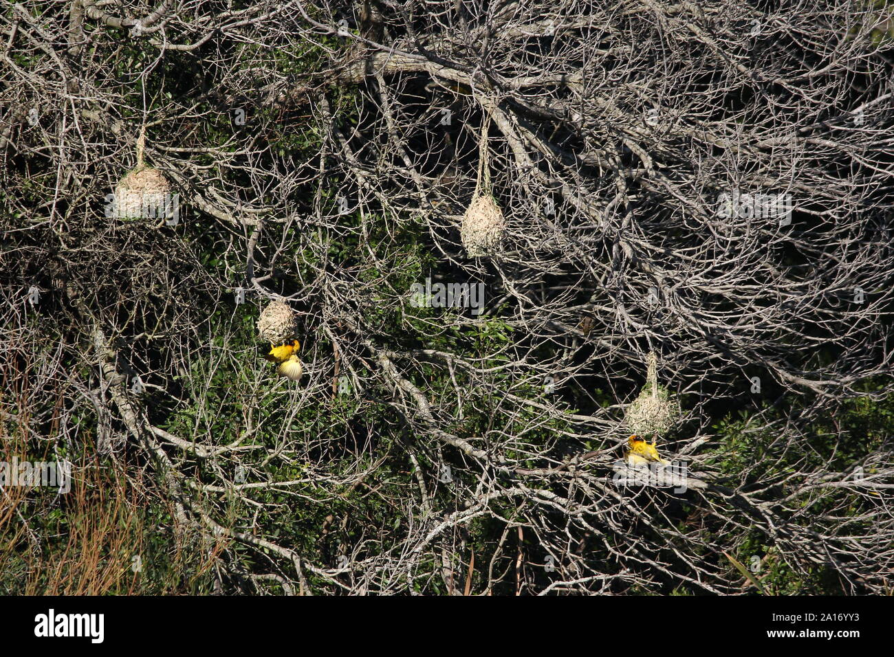 Colonia nidificazione dei tessitori del capo a Nature atterraggio, Kenton-on-Sea, Capo orientale, Sud Africa Foto Stock