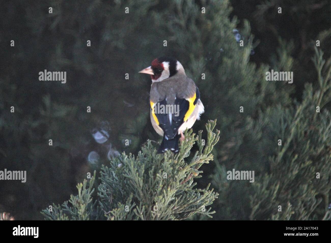 Cardellino (Carduelis carduelis) a Lagos, Algarve, PORTOGALLO Foto Stock