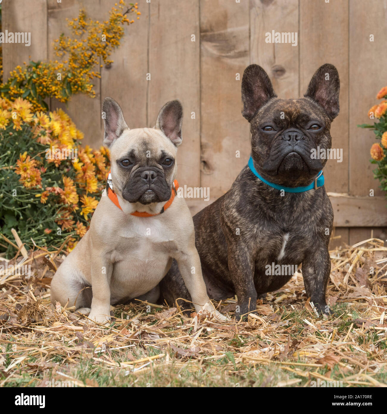 Bulldog francesi Foto Stock