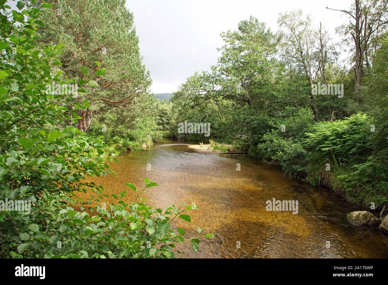 Glenmore Forest Park, Aviemore, Cairngorms, fiume che scorre a Loch Morlich Foto Stock