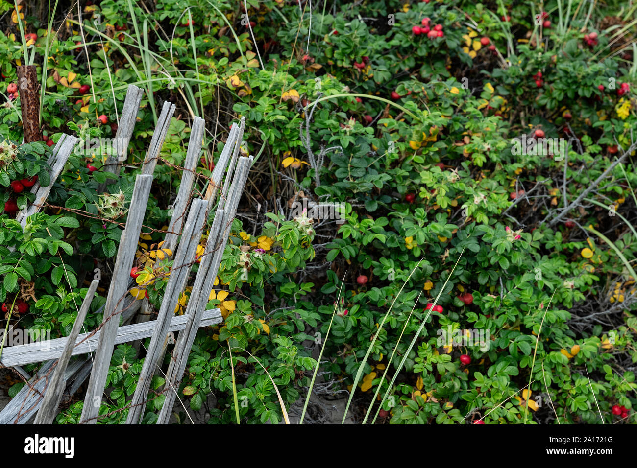 Rosa canina e stagionato recinzione del vento, Cape Cod, Massachusetts, STATI UNITI D'AMERICA Foto Stock