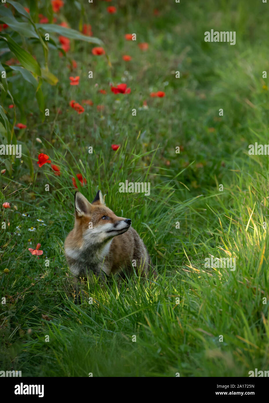 Giovane Volpe guardando intorno al bordo di un raccolto di granturco e di papaveri rossi e margherite bianco con un albero di luce che risplende attraverso uno spazio tra gli alberi. Foto Stock
