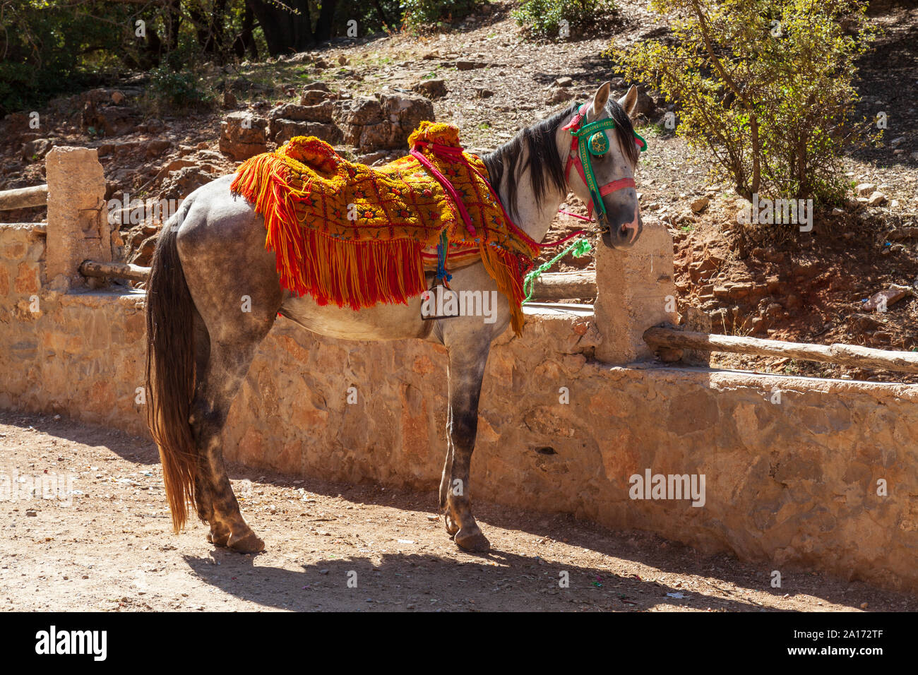 A cavallo con un altamente decorato berber sella Foto Stock