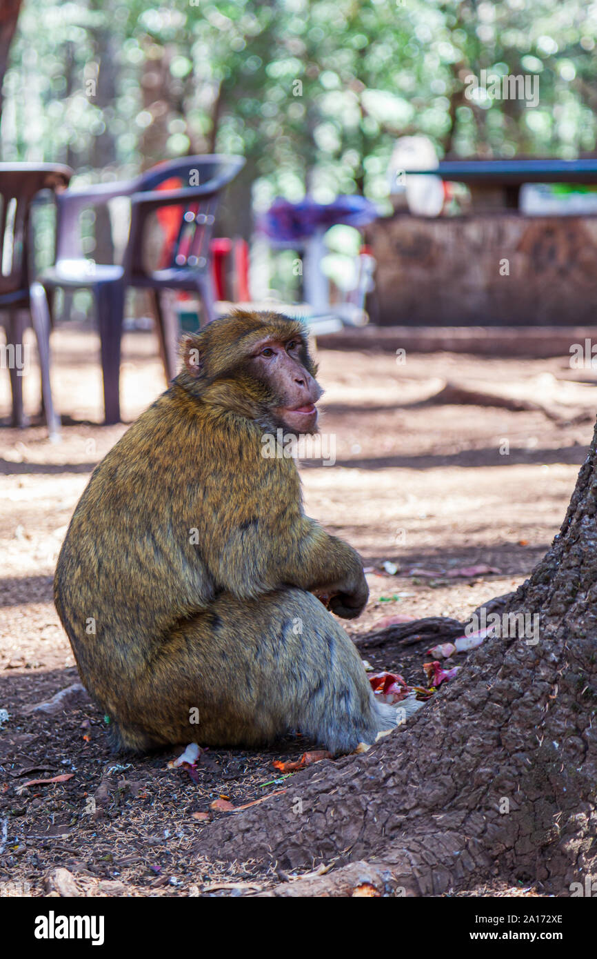 La Barbary macaque, noto anche come Barberia ape o magot, è una specie di macaco, unico per la sua distribuzione al di fuori dell'Asia. Trovato nel Monte Atlante Foto Stock